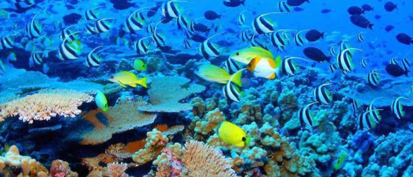 In fondo al mare è un disastro Dimezzato il numero dei pesci