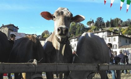 La vacca più bella di Bergamo