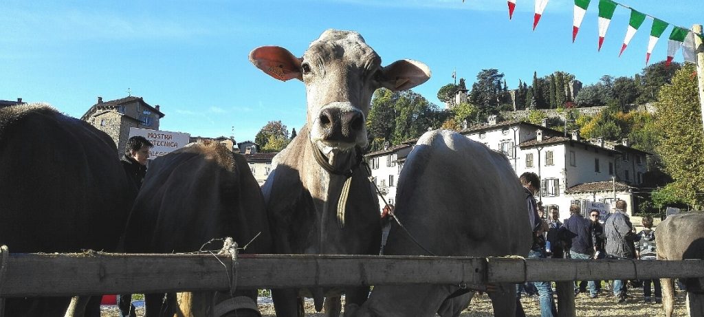La vacca più bella di Bergamo