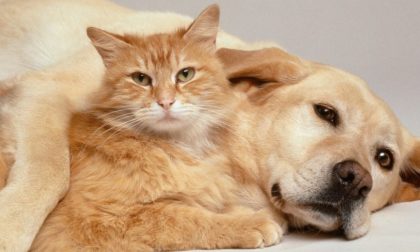 Dieci frasi dei bergamaschi sui nostri carissimi cani e gatti