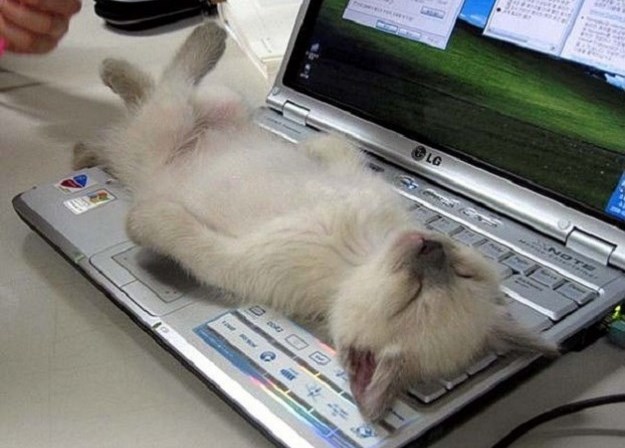 gatto-sul-computer