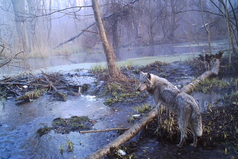 Torna la vita (animale) a Chernobyl Ma per gli uomini è ancora presto