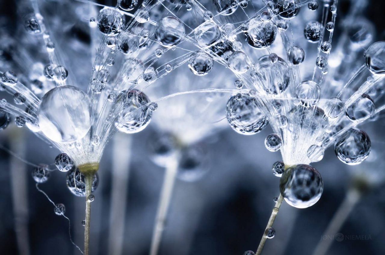 Un mondo incantato in 20 foto I semi di fiori sembrano una fiaba