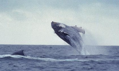 Il fronte animalista di Anonymus in lotta con l'Islanda per le balene