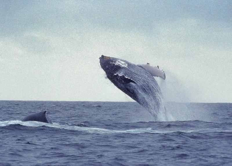 Il fronte animalista di Anonymus in lotta con l’Islanda per le balene
