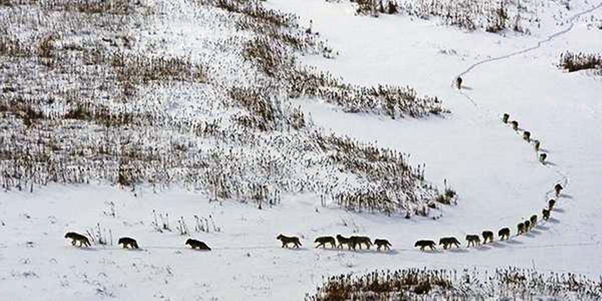 Cinque notizie che non lo erano Niente branchi di lupi in Abruzzo