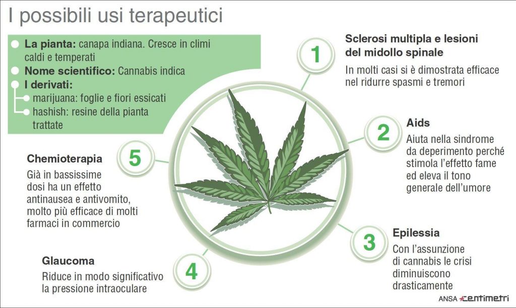 INFOGRAFICA: i possibili usi terapeutici della cannabis