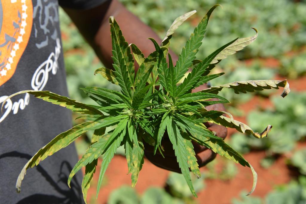 Come si sta preparando l’Italia al «sì» sulla cannabis terapeutica
