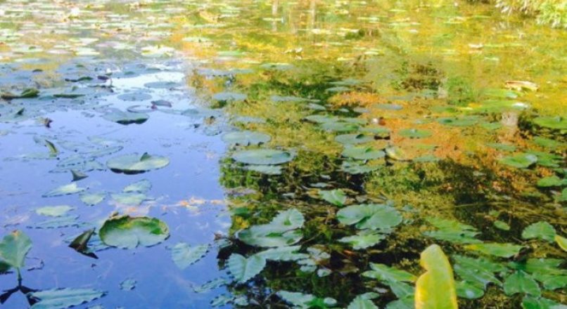 Lo stagno più bello del mondo (come dentro un quadro di Monet)