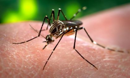 Cose da sapere sul virus Zika Dai sintomi ai soggetti a rischio