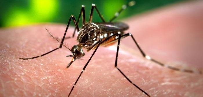 virus zika zanzare trasmissione