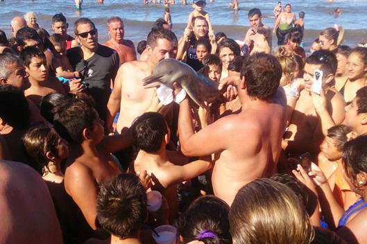 Cinque notizie che non lo erano Come il delfino morto per un selfie