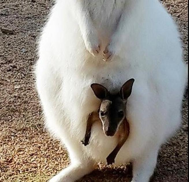 Le Cornelle, 35 anni davvero bestiali Si festeggia con i cuccioli in arrivo