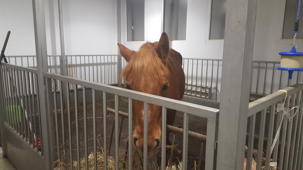 La cavalla ungherese in pericolo E ciò che l’Italia (non) fa per salvarla