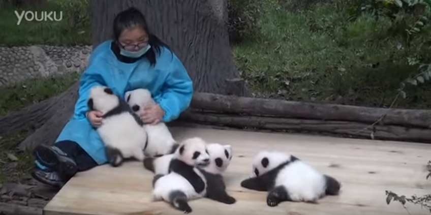 AAA cercasi coccolatrici di panda In Cina pagano fino a 30mila euro