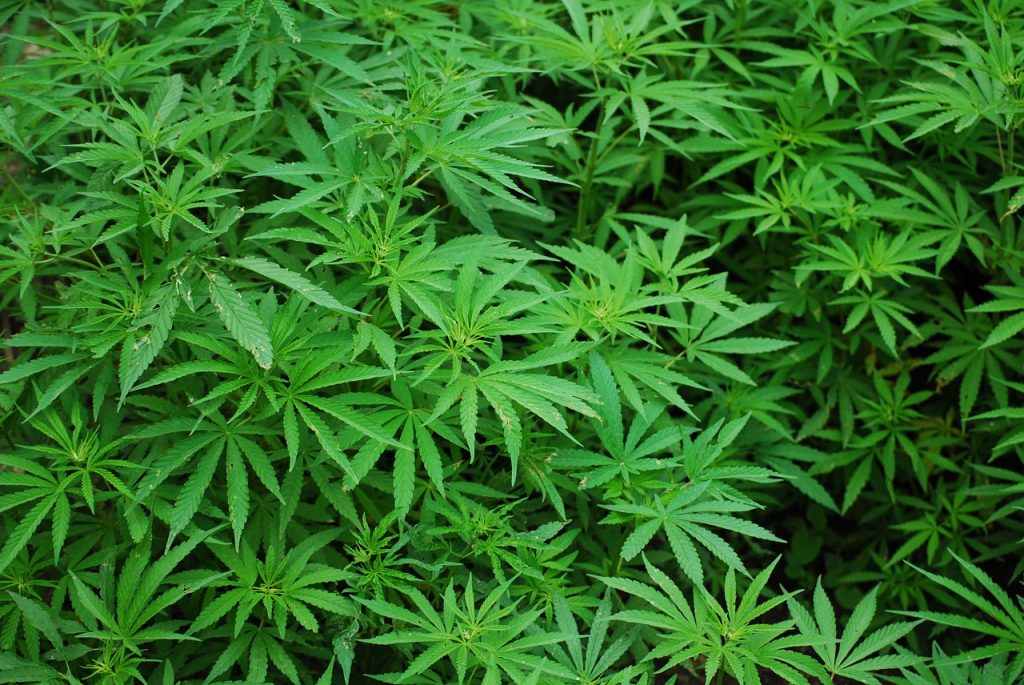 Gli effetti della marijuana