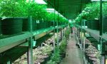 Coltivano in una cascina abbandonata 3 mila piante di marijuana: in manette tre albanesi