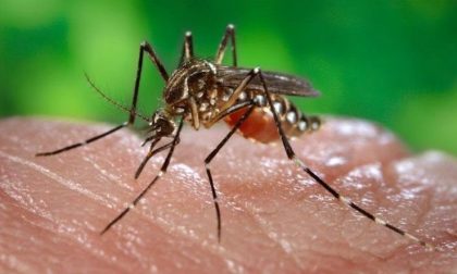 Zika, le misure per evitare i contagi e fermare il ritorno della zanzara