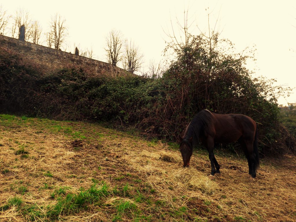 Valeria Cortinovis, Noncurante cavallo al pascolo