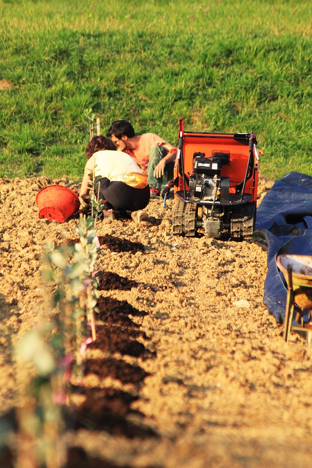 Mirko e Giulia, una startup originale Coltivare frutta esotica a Bergamo