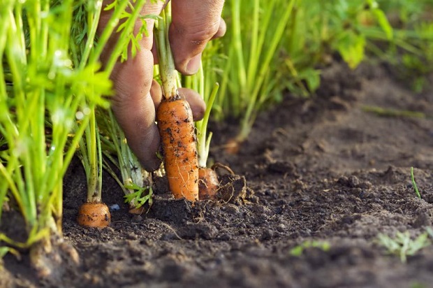 5 buoni motivi per tenere un orto