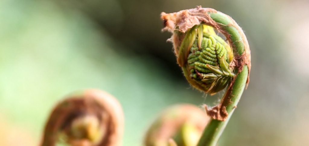 Cose da scoprire all’Orto Botanico ora che ha riaperto al pubblico