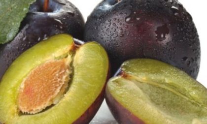 I significati del termine "brögna" che parla di vita, morte, fuoco e gelo