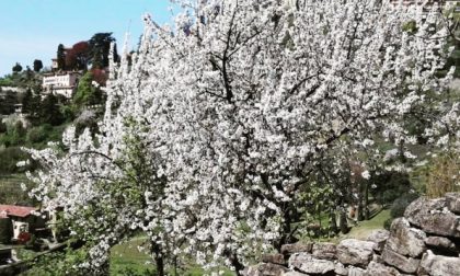 Primavera - Ferdinando Valenti