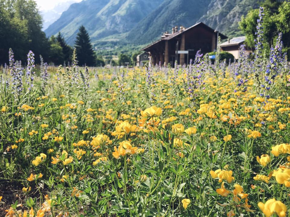 Wood*ing, dove le erbe selvatiche diventano piatti e bevande deliziosi