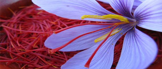 fiore