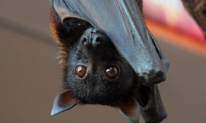 Ascoltare le voci dei pipistrelli Nuova Bat Night in Città Alta