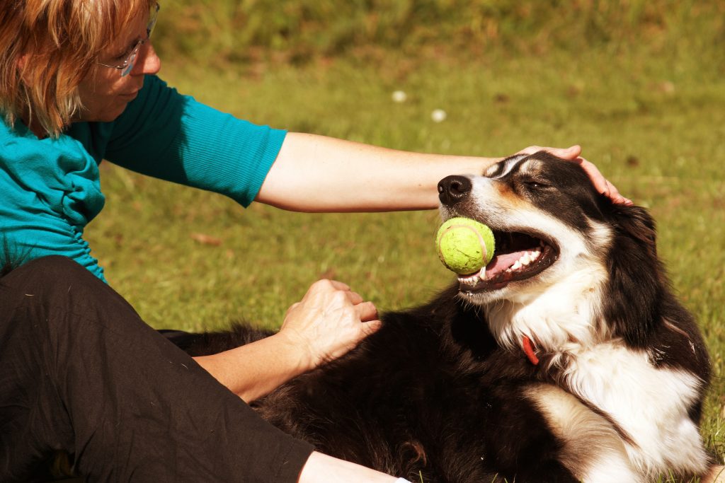 The dog is playing. Dog Play with Dog. Late Dog Play. Mama Dog gets upset that рук Puppies won't Play Ball with рук. We Play with my Dog.