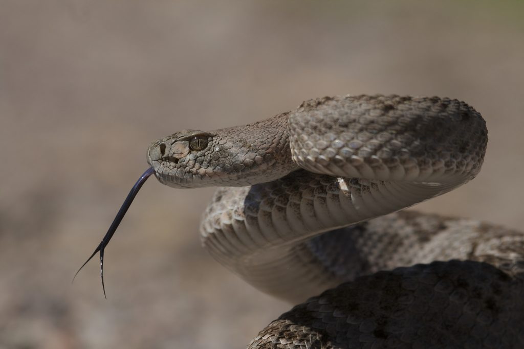 serpente-a-sonagli
