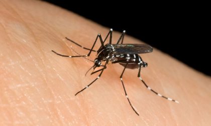 Perché le punture di zanzare si gonfiano subito e prudono