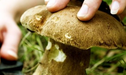 Andar per funghi senza rischiare: i consigli di Ats per non restare intossicati