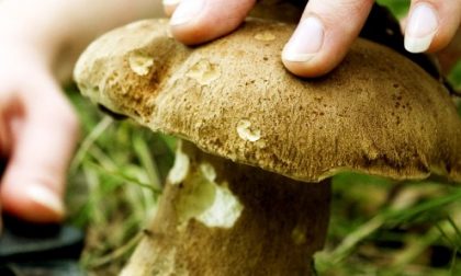 Nove giorni sotto il segno dei funghi