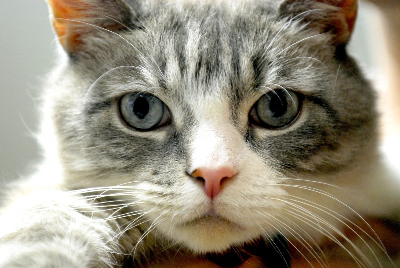Sei cose utili e folli che si fanno per aiutare i gatti bergamaschi