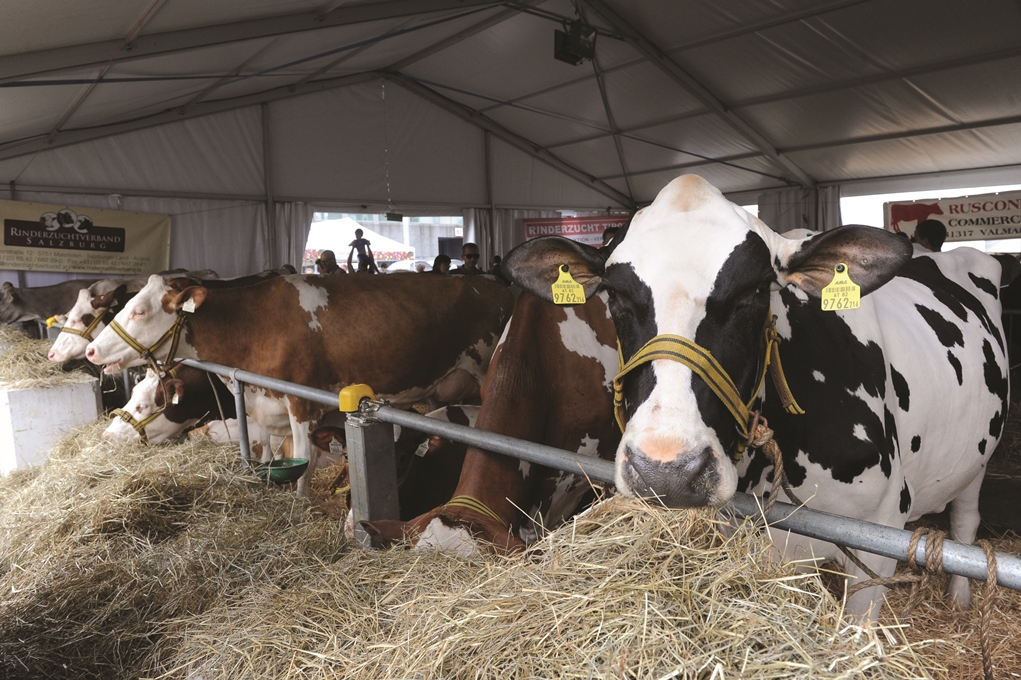 Torna la Fiera di Sant’Alessandro Ecco tutti i suoi incredibili numeri