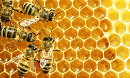 Il terribile anno del miele italiano (prodotte 470 tonnellate in meno)