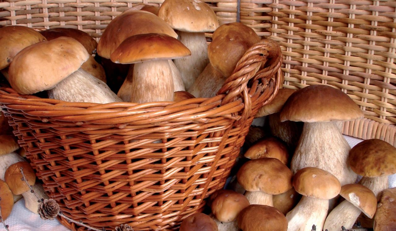 Cercatori di funghi, buone nuove Dicono che sarà un settembre boom