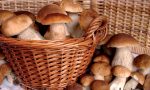 Cercatori di funghi, buone nuove Dicono che sarà un settembre boom