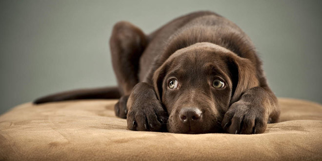 Ecco tutto quel che dovete fare se il vostro cane è un fifone