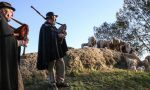 300 pecore a spasso in Città Alta Terzo Festival del Pastoralismo