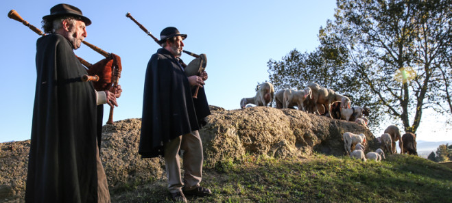 300 pecore a spasso in Città Alta Terzo Festival del Pastoralismo