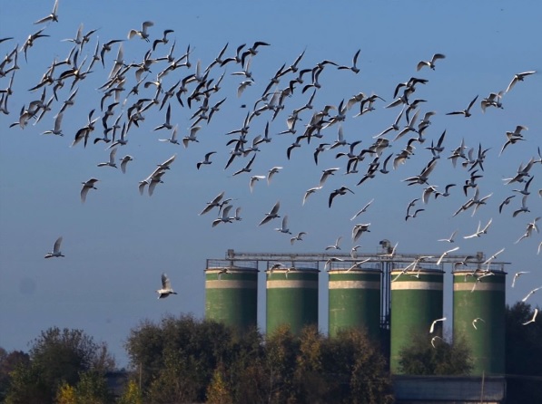 Treviglio – Davide Carminati