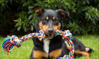 Il gioco perfetto per ogni età Ecco come fare divertire Fido