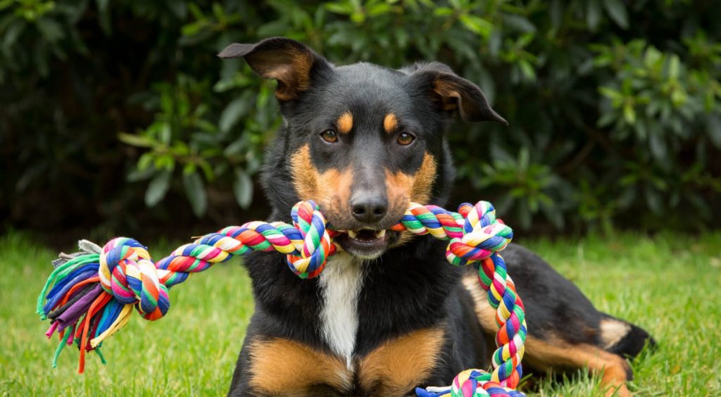Il gioco perfetto per ogni età Ecco come fare divertire Fido