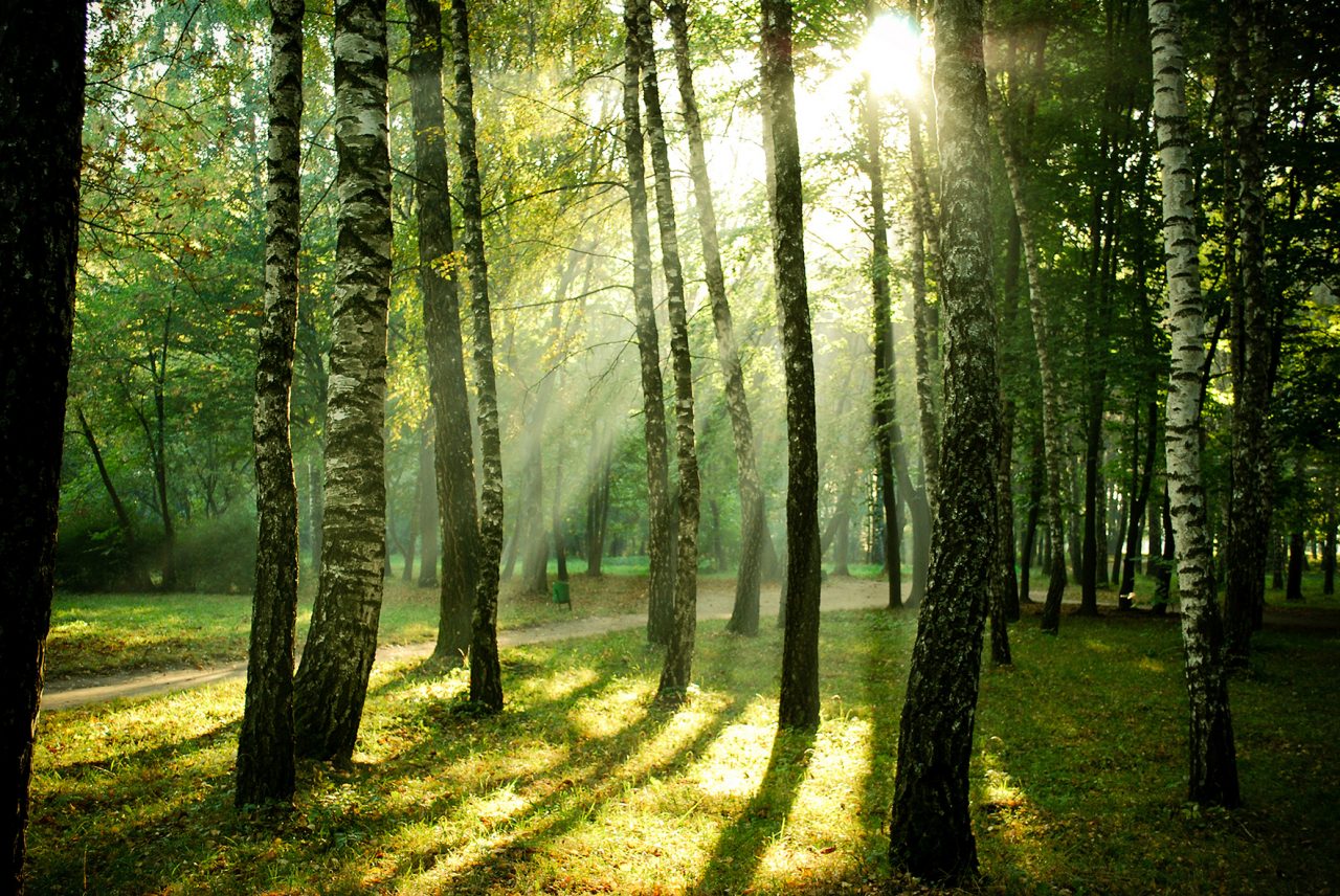 Che ne dite di investire in foreste? Ecco i fondi che proteggono il verde