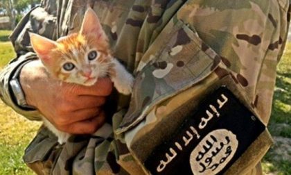 Cinque notizie che non lo erano L'Isis non vuole sterminare i gatti