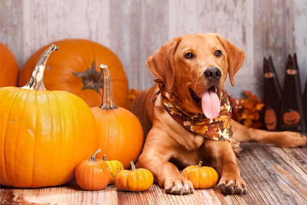 Consigli per un Halloween… da cani (Che fare perché Fido lo viva bene)
